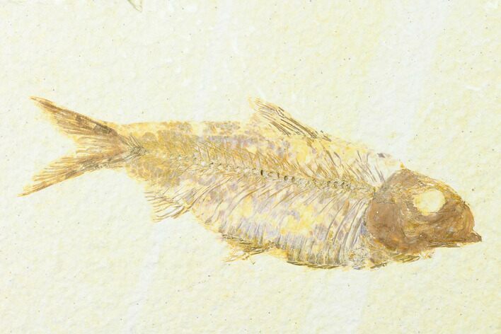 Fossil Fish (Knightia) - Wyoming #143448